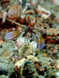 Mantis shrimp. Canon G10. internal strobe only by Andrew Macleod 